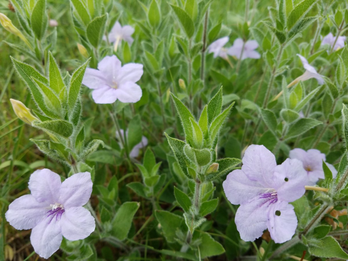 Talk: Northeast Chapter, Illinois Native Plant&nbsp;Society