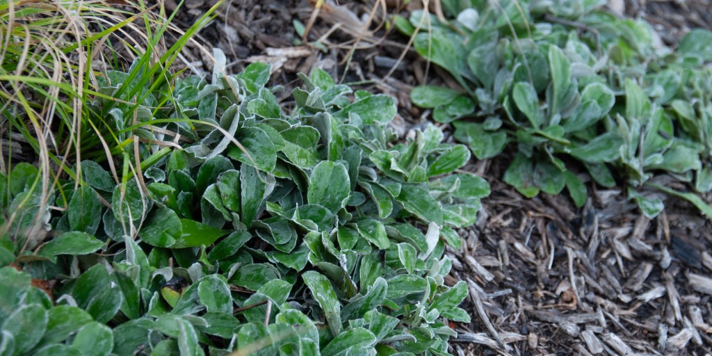 Plantainleaf Pussytoes