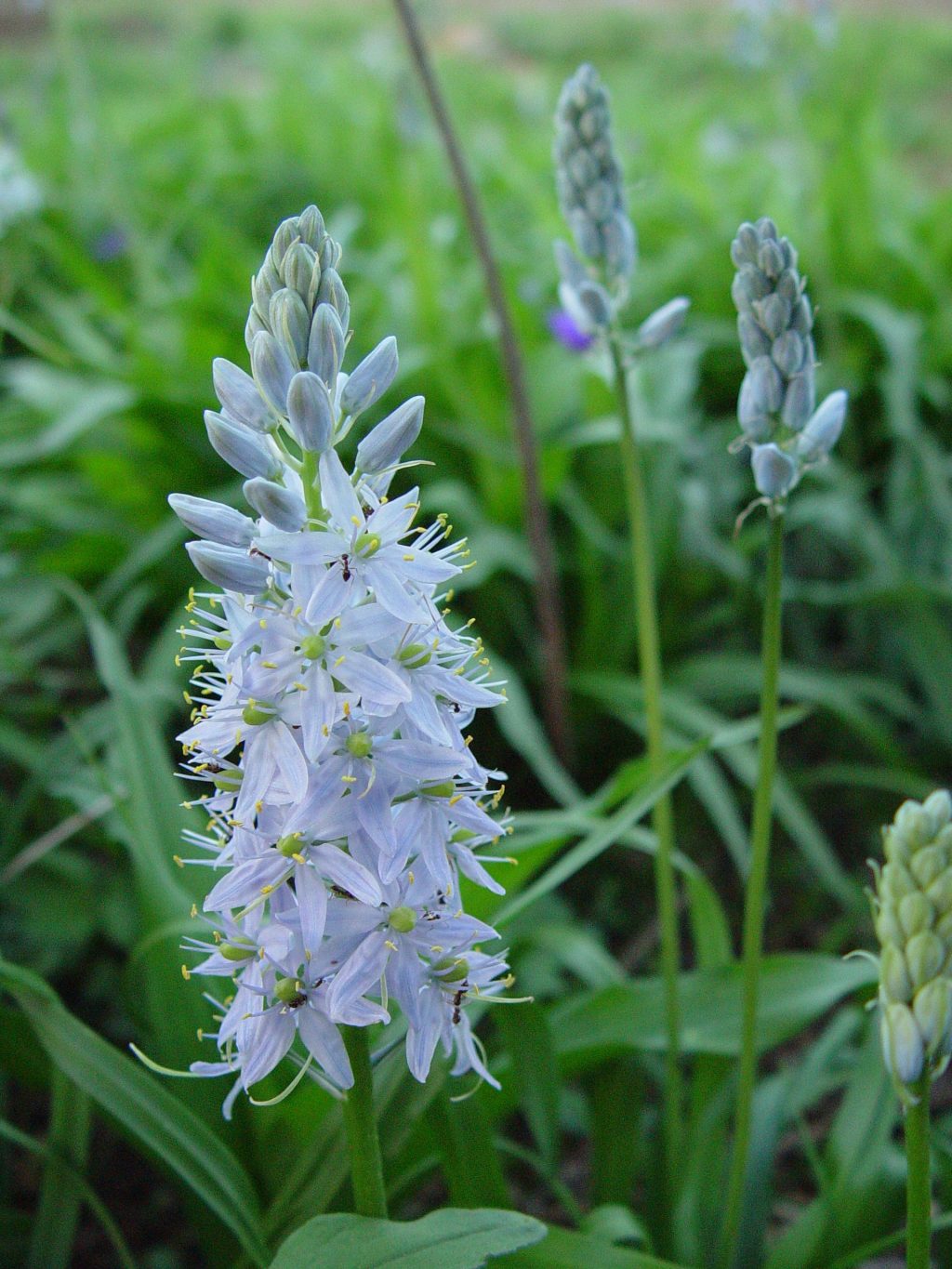 Wild Hyacinth