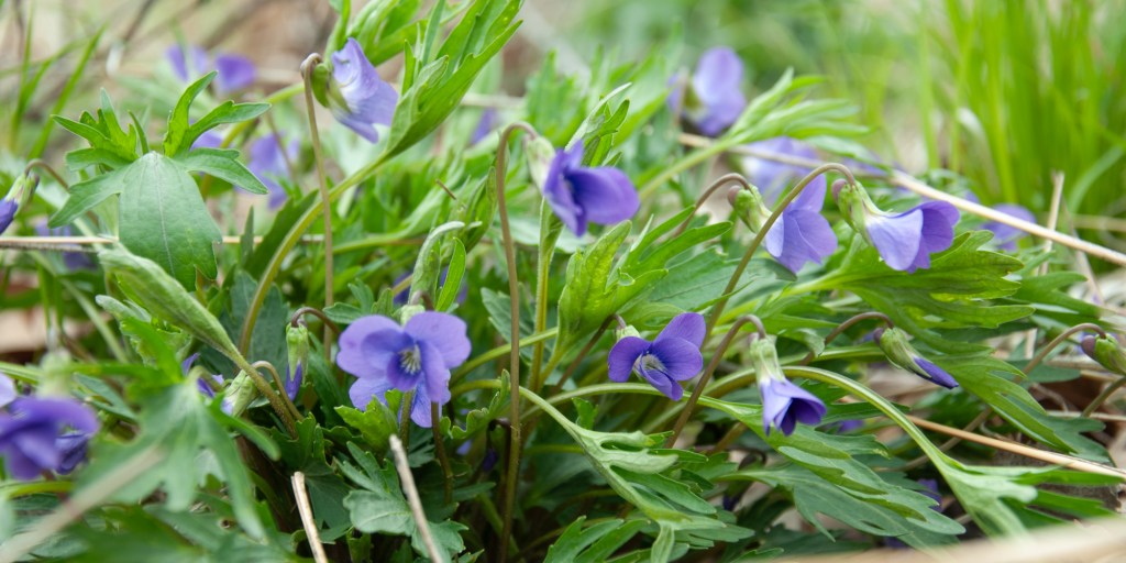 Prairie Violet