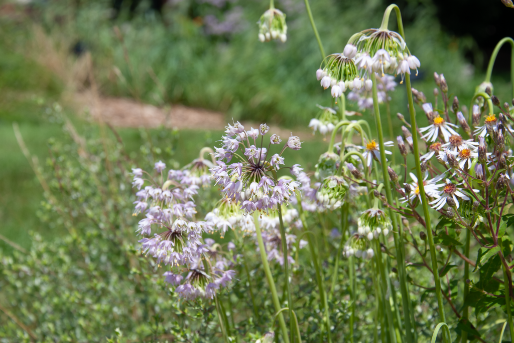 Nodding Wild Onion