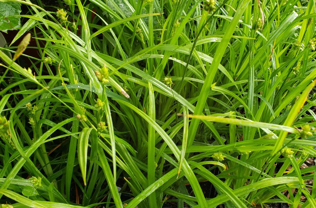 Common Wood Sedge